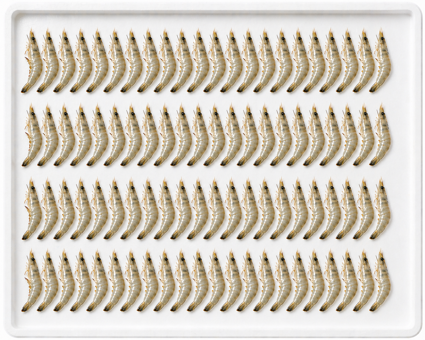 100 Count Prawns